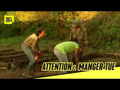 Le CHLORDÉCONE, un mal antillais