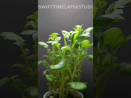 GROWING Potato Plant | TIME LAPSE