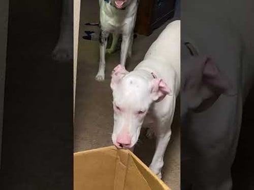 Dog Makes CRAZY Face