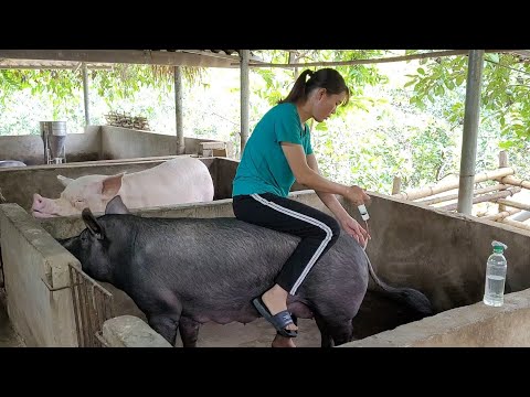 Technique of artificial insemination for sows to give birth to many offspring. (Episode 98).