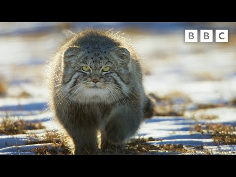 Worldโs Grumpiest Cat I Frozen Planet II I BBC