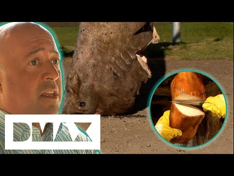 "It Smells Like Ammonia" Andrew Zimmern Eats Rotten Shark In Iceland | Bizarre Foods