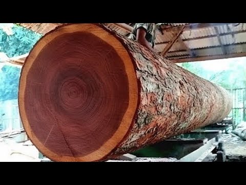 "DRIVEN CRAZY": THIS MONSTER WOOD MAKES A MACHINE NEARLY EXPLODE" (AT SAWMILL)
