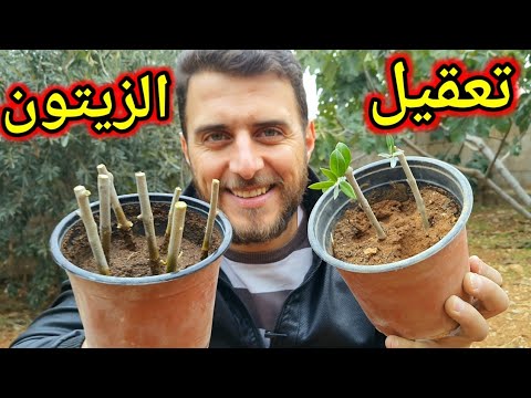 تعلم كيفية تعقيل 20 عقلة زيتون في دقيقة واحدة.. تابع الفيديو ..