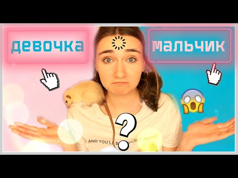 КРЫСЫ ДЕВОЧКИ ИЛИ МАЛЬЧИКИ? КОГО ЛУЧШЕ ВЗЯТЬ? КАК ВЫБРАТЬ ДЕКОРАТИВНУЮ КРЫСУ?