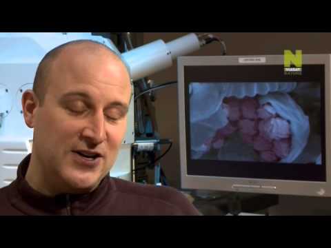 Невидимая природа. Растения-колонизаторы. Серия 1