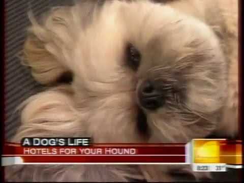 Top Dog Country Club on the Today Show