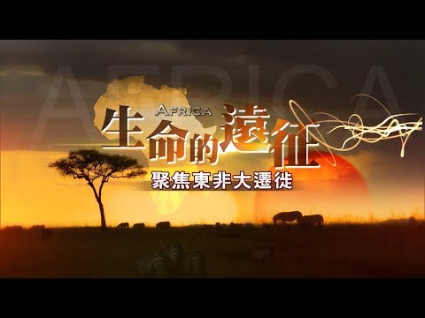 生命的遠征 聚焦東非大遷徙《聚焦全世界》第43期
