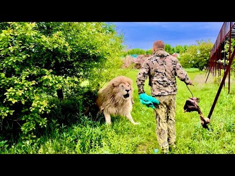 ОЧЕНЬ ЭКСТРЕМАЛЬНО!! Белый лев ПОШЕЛ В АТАКУ на Олега Зубкова и пришлось применять тапок и полотенце