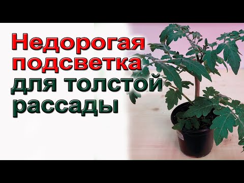 Недорогая подсветка для толстой рассады. Подробно.