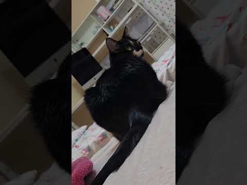 POV: Youβre a cat who did absolutely nothing all week π΄ #youtubeshorts #catshorts #shorts