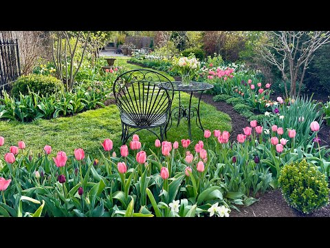 Spring Garden Tour / Garden Walk n’ Talk in Mid-April / Daffodils, Tulips, Hyacinths, Spring Pots
