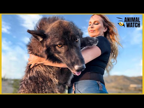 Why you SHOULDN'T get a WOLFDOG!!!