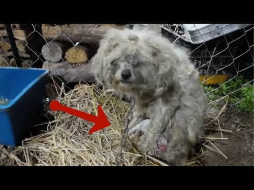 Holding her newly born baby in her arms, she shed tears when she had no milk to feed her baby