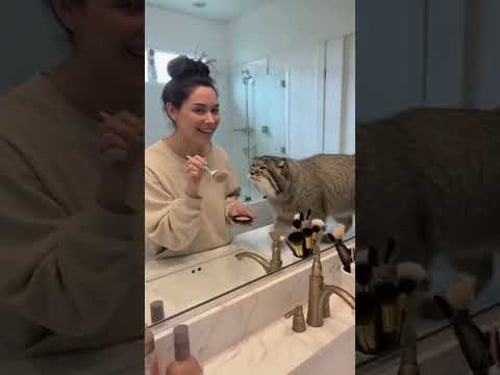 Pallas’s Cat is FURIOUS! Jealous of the Lynx 😱