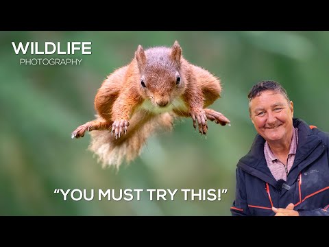 How to Photograph Squirrels INCREDIBLE PORTFOLIO images