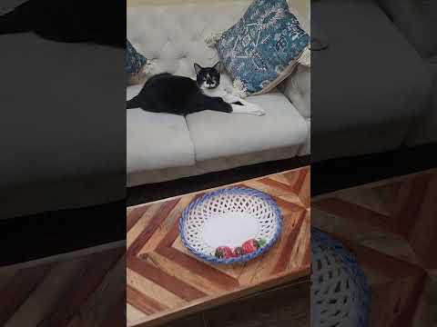 No School, No Workβ¦ Just Meow Meow ππΎ #youtubeshorts #ytshorts #shorts