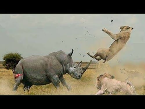 50 Tiere die sich mit dem falschen Gegner angelegt haben!