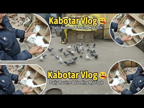 Pigeon Vlog 😊😊🕊️ Ande mai se Bachee Nikalne bale hai #tranding #pigeon #kabootarloft05 #kabootar