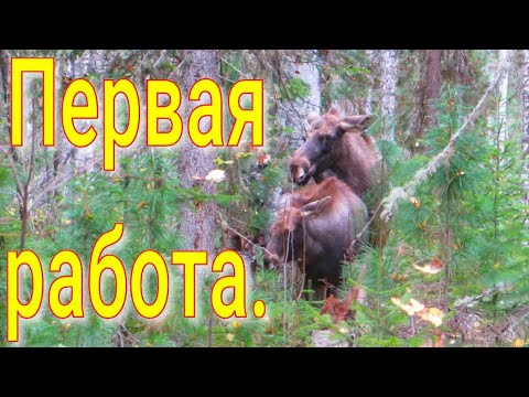 Arkan's work on the moose approached 20 meters hunting in the forest harvesting of hazel grouse v...