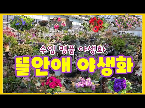 수입 명품 야생화가 멋진 뜰안애 야생화 ㅣ담쟁이수제 화분 ㅣ야생화 키핑장
