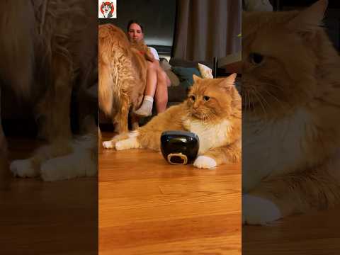 This Cat Truly Deserves an Oscar for Best Actor 🎬🐾