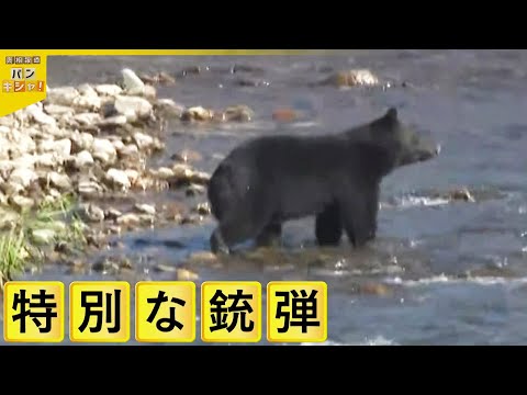 【クマ駆除】猟師の教え“一撃で”…警察官はどう対応? 駆除用銃弾の威力を検証【バンキシャ!】