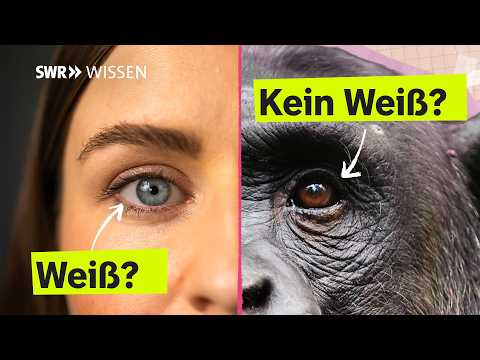 Warum haben wir Menschen so viel Weiß im Auge? | SWR Wissen