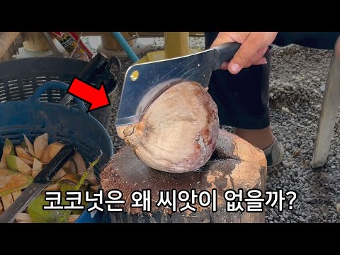 90%가 모르는 코코넛의 비밀 ㄷㄷ - 코코넛 해부