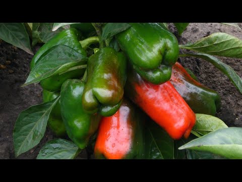 САМЫЕ УРОЖАЙНЫЕ ПЕРЦЫ ДЛЯ ОТКРЫТОГО ГРУНТА! ОБЗОР!