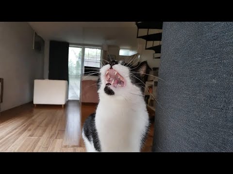 When You Live With A Talkative Cat, It's Never Boring 😹