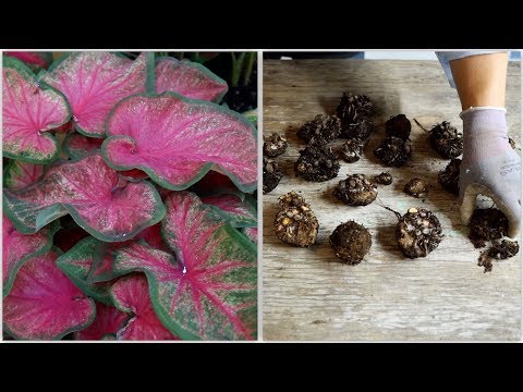 How to Dig and Store Caladiums πΏ// Garden Answer