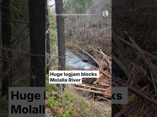 Huge logjam blocks Molalla River