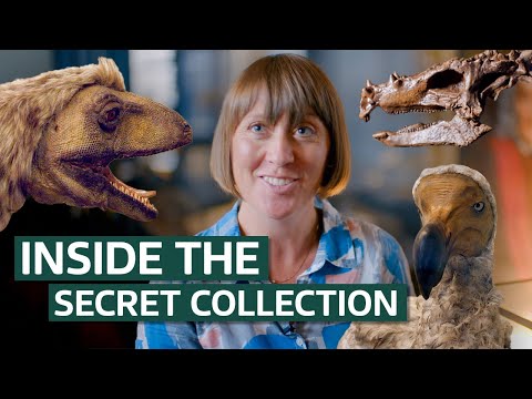 The Most Incredible Treasures in the Natural History Museum's Collection | Our History