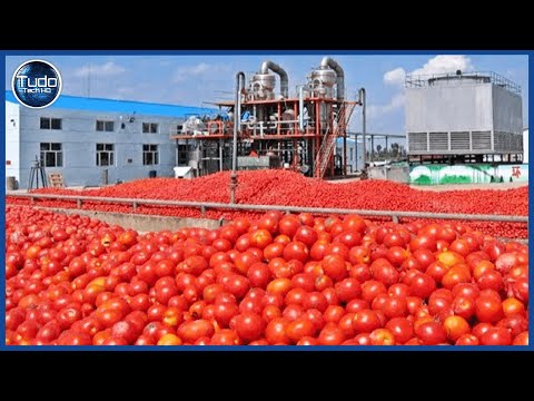How Tomato Sauce is Made in Factories – How to Prepare Bottled Tomato Sauce