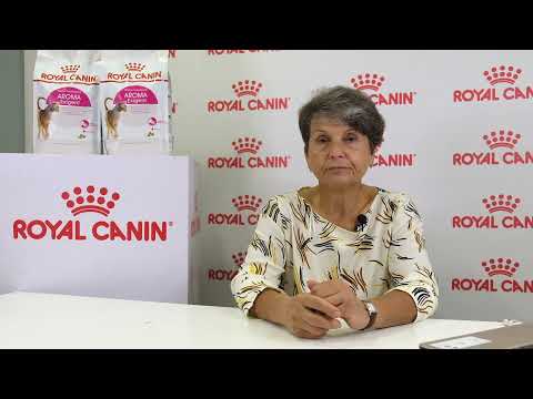 Определяем окрас кошки: куда смотреть и как избежать ошибок.