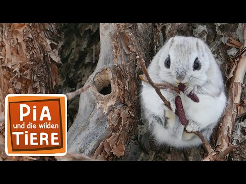 Wo versteckt sich das Gleithörnchen? | Reportage für Kinder | Pia und die wilden Tiere