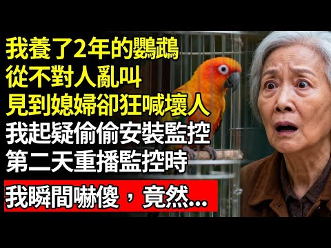 我養了2年的鸚鵡,從不對人亂叫,見到媳婦卻狂喊壞人,我起疑偷偷安裝監控,第二天回放監控時,我瞬間嚇傻,竟然...#退休金#養老#慧心家務#老人社#人間家事