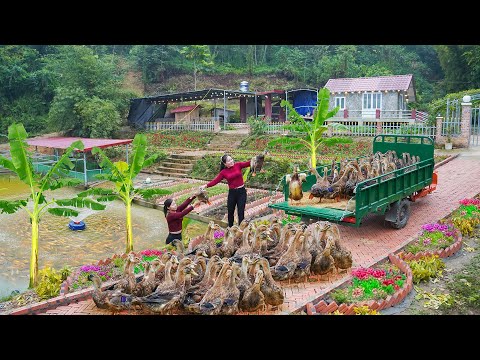 Buy Many Ducks from Ly Phuc Vy's Farm - Use 3-Wheeled Truck Transport Many Ducks Go To Market Sell