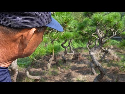 Pine tree branch care is easy for anyone to follow! Even beginners can quickly follow along.