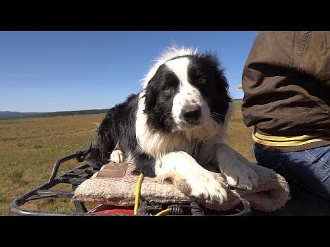 Working Dogs - Farm To Fork Wyoming