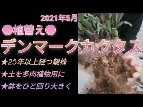 ④デンマークカクタスの植替え(25〜30年もの?それ以上?の親株)