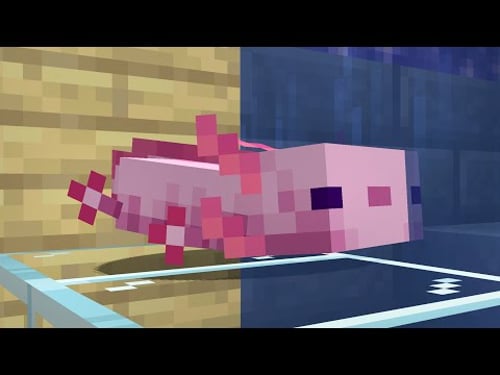 I Built an Axolotl Aquarium