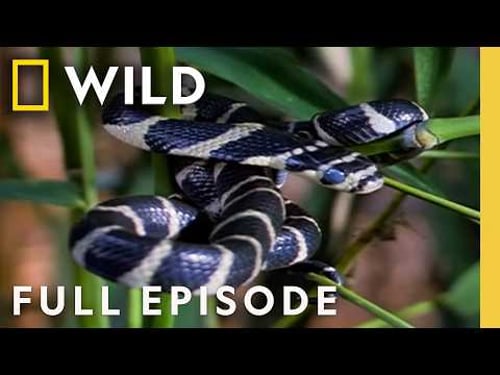 Little Killers (Full Episode) | World's Deadliest | Nat Geo Animals