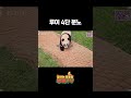 아기판다를 놀리면 안 되는 이유 #에버랜드 #판다월드 #루이바오