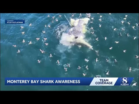 History of shark incidents in Monterey Bay spotlighted after Lover’s Point reported attack