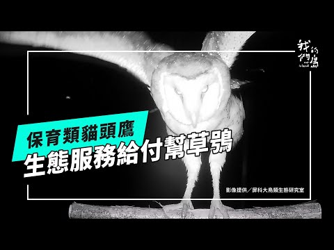 【住草叢的貓頭鷹】系列二:生態服務給付幫草鴞(公視我們的島 第1309集 2025-06-02)