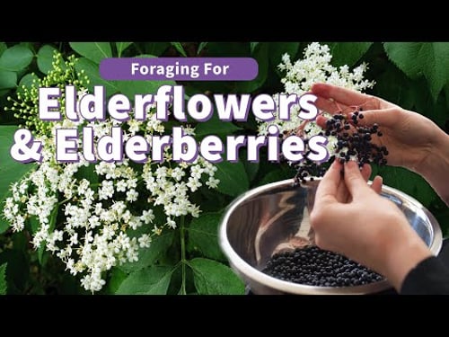 Foraging for 🔎 American Elderberry and Flower