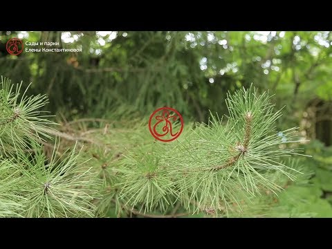 Парк на границе света и тени