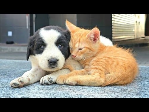 They waited a month for their owner... but they got us instead.